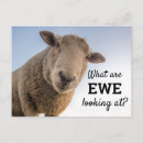 Search for funny sheep postcards Farms