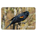 Search for blackbirds magnets Avian