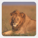 Search for kenya lion stickers Side view