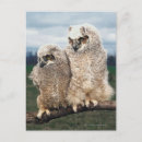 Search for animals of north america postcards Owl
