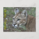 Search for panther postcards Florida