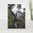 Search for kookaburra cards Birds