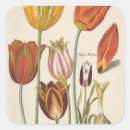 Search for tulip flower stickers Bulb