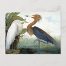 Search for audubon postcards Wild bird