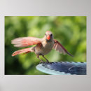 Search for female cardinal art Wildlife