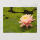 Search for dew postcards Pink