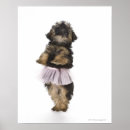 Search for yorkies posters Animal