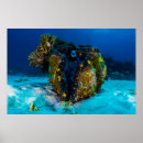 Search for great barrier reef posters Coral