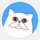 Search for white persian cat stickers Kitten