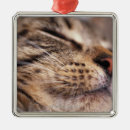 Search for muzzle Animal nose