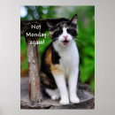 Search for calico cat posters Feline