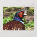 Search for red wood postcards Blue