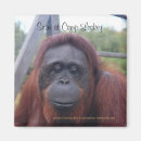 Search for orangutans magnets Wildlife