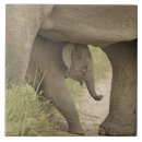 Search for elephant tiles Asian