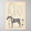 Search for animal anatomy art Horse