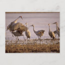 Search for grus Eating