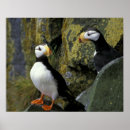 Search for breeding posters Sea