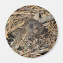 Search for gopher magnets Wildlife