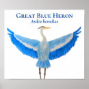 Search for great blue heron posters Animals