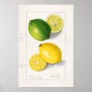 Search for lemon botanical art Fruit