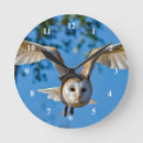 Search for barn owl Raptor
