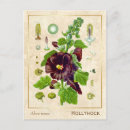 Search for hollyhocks postcards Vintage