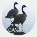 Search for canadian geese stickers Birds