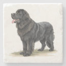 Search for newfoundland coasters Animal
