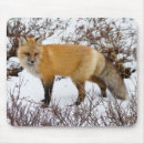 Search for arctic fox mousepads Danita delimont