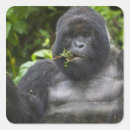 Search for mountain gorilla stickers Species