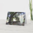 Search for angel oak tree Nature
