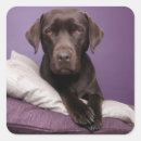 Search for chocolate labrador retriever stickers Puppies