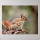 Search for red squirrel art Wildlife