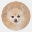 Search for pomeranian stickers Fluffy