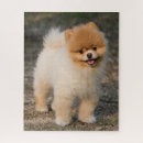 Search for pomeranian puzzles Pet