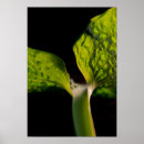 Search for hosta Foliage
