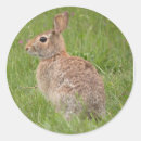 Search for wild grass stickers Bunny