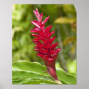 Search for vitis Tropical