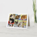 Search for cat collage cards Kittens