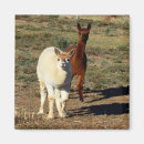 Search for alpacas magnets White