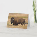 Search for bisons cards Buffalo