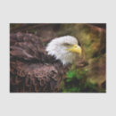 Search for eagle tissue paper Bird
