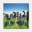 Search for cow magnets Ranch