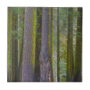 Search for evergreen tree tiles Snow