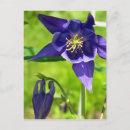 Search for columbine flowers postcards Blue