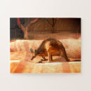 Search for kangaroo puzzles Animal