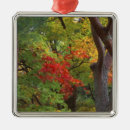 Search for trunk christmas tree decorations Fall
