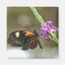 Search for orange and black magnets Butterfly