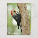 Search for belly postcards Bird
