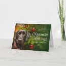 Search for labrador retriever christmas cards Looking at camera